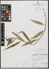 Foto von Salix acmophylla Boiss.